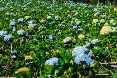 Close-up of white flowering plants on field