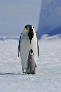 View of a bird on snow