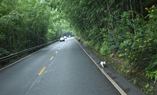 Road amidst trees in forest