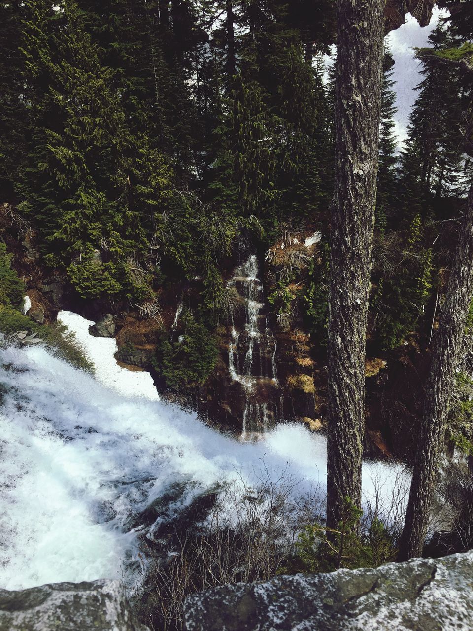 tree, water, nature, forest, motion, waterfall, river, no people, beauty in nature, tranquility, outdoors, day, growth, scenics