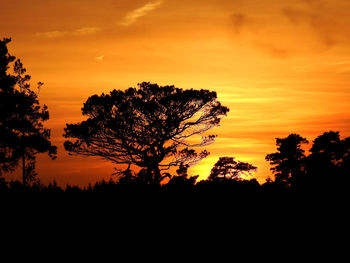 Silhouette trees against sky during sunset