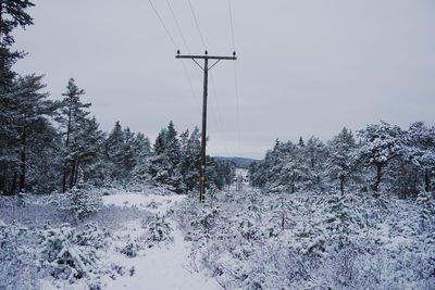 Trees on field against sky during winter