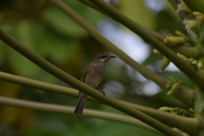 Close-up of bird perching on branch
