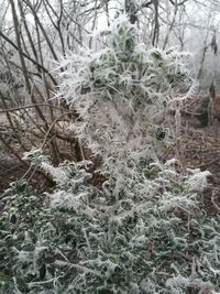 Close-up of tree in forest during winter