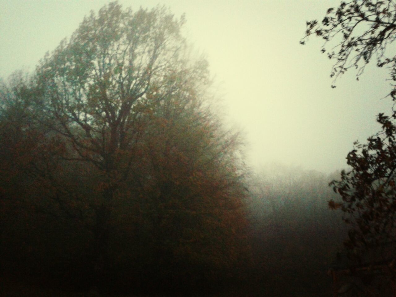 tree, fog, tranquility, branch, foggy, tranquil scene, silhouette, growth, nature, beauty in nature, scenics, sky, forest, low angle view, bare tree, weather, outdoors, no people, dusk