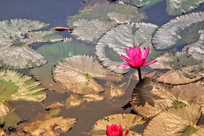 Close-up of lotus water lily in lake