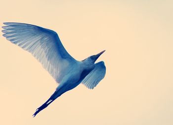 Low angle view of birds flying in sky