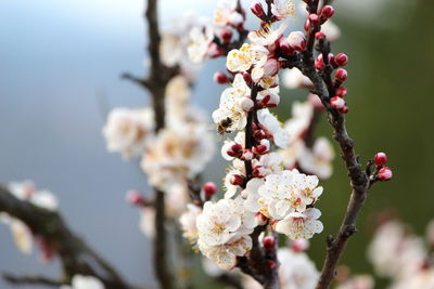 Close-up of cherry blossom