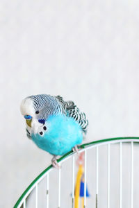 Close-up of blue parrot perching on metal railing