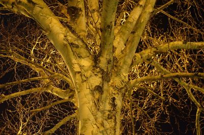 Bare trees against sky