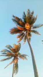 Low angle view of palm tree against clear blue sky