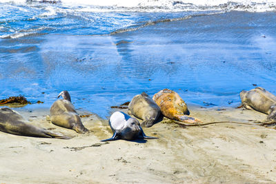 Colony of california elephant seals on  sandy beach with beautiful blue ocean background 