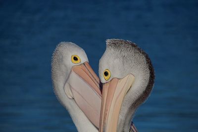 Close-up of swan on water