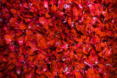 Full frame shot of dried leaves of roses. 