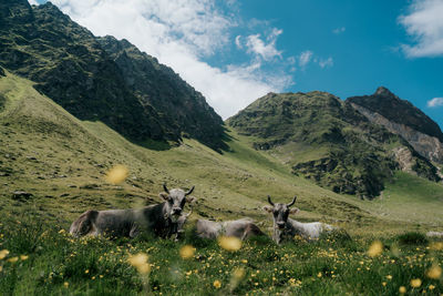 Herd of cows resting on farmland surrounded by the dolomite mountains