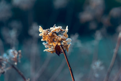 Close-up of wilted plant