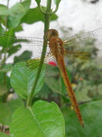 Close-up of caterpillar on leaf