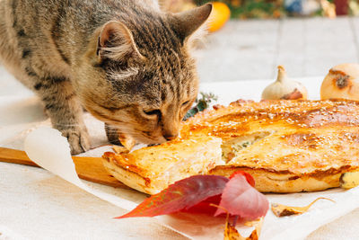 Close-up of cat eating food