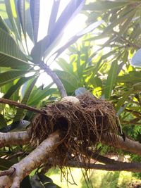 Low angle view of bird perching on tree