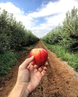 Cropped image of hand holding strawberry against trees