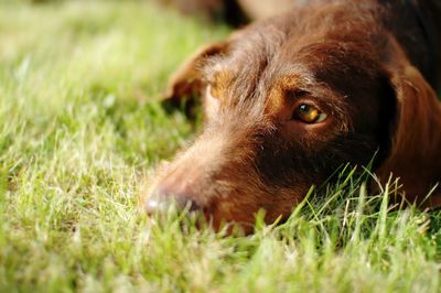 Flat-coated retriever lying on grassy field