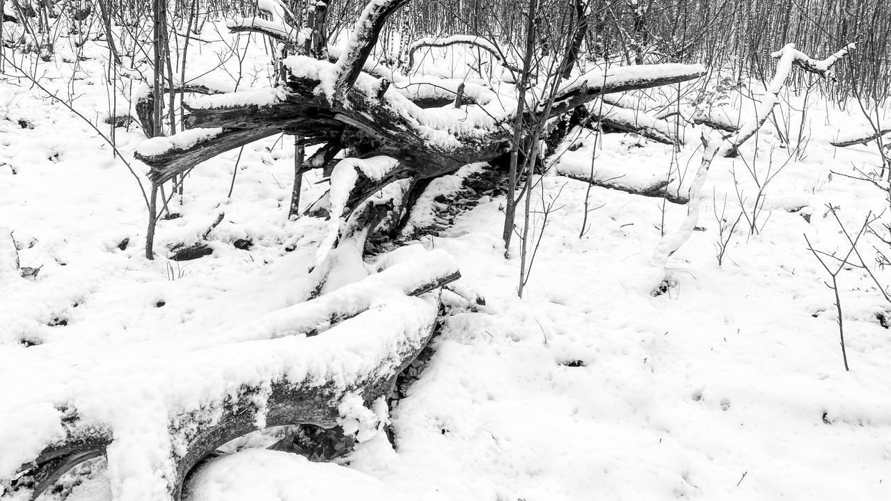 SNOW COVERED PLANTS ON LAND