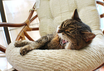 Close-up of cat relaxing on floor