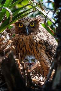 Portrait of owls perching on tree 