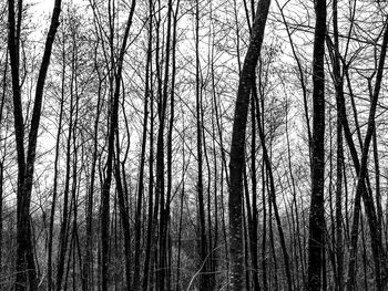 Low angle view of bare trees in forest