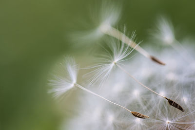 Close-up of dandelion flower