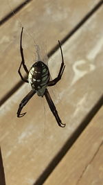 Close-up of spider