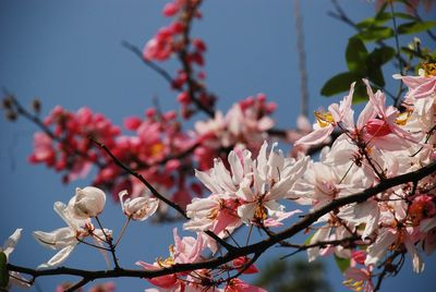 Low angle view of pink flowers on branch