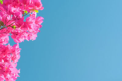 Close-up of pink flowers