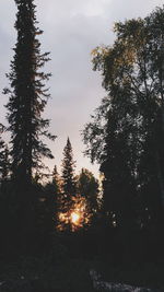 Sun shining through trees