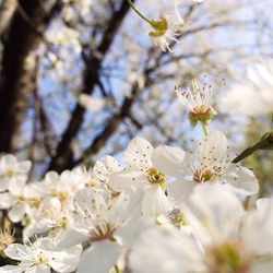 Close-up of white flowers blooming in park
