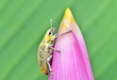 Close-up of weevil on pink flower