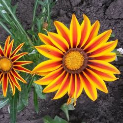 flowering plant