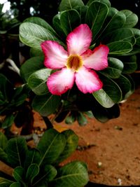 Close-up of pink flowering plant