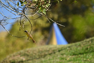 Close-up of branch hanging on tree