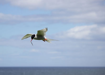 Bird flying over sea against sky