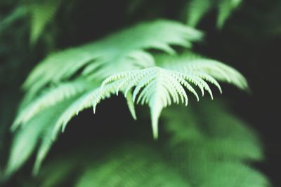 Close-up of fern leaves