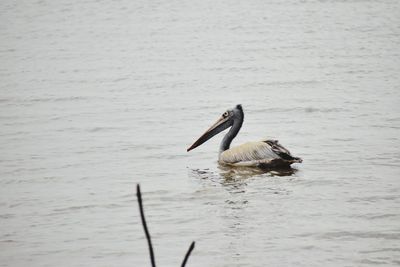 Close-up of pelican