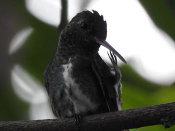 Low angle view of bird perching outdoors