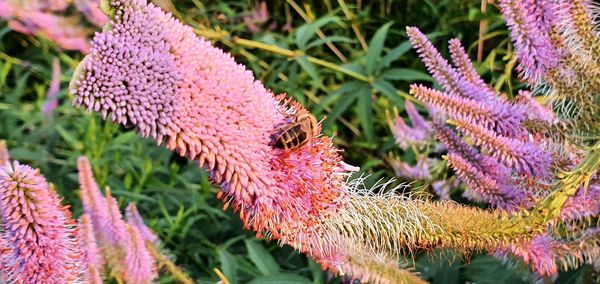 Close-up of pink and purple flowers