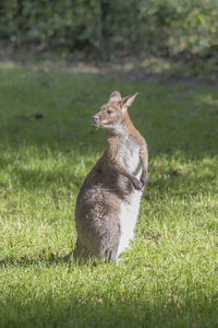 Squirrel on field