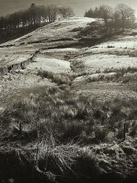 Scenic view of field during winter