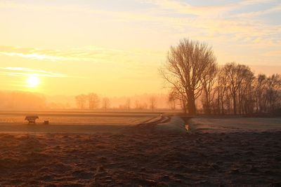 View of bare trees on field during sunset