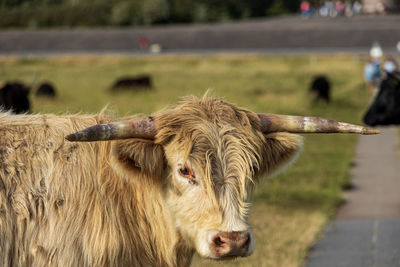 Close-up of cow