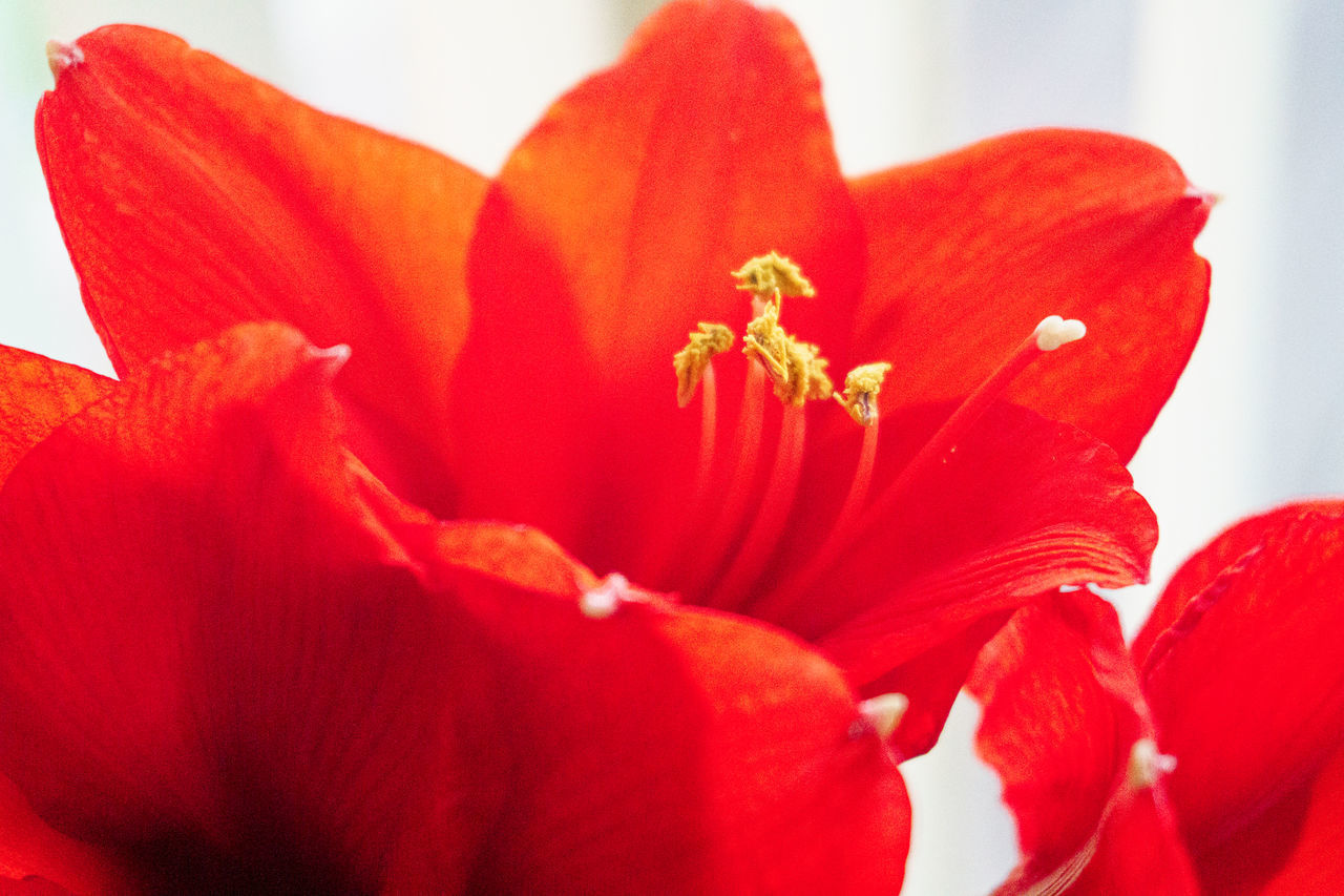 CLOSE-UP OF RED FLOWERING PLANT