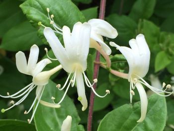 Close-up of white flowers